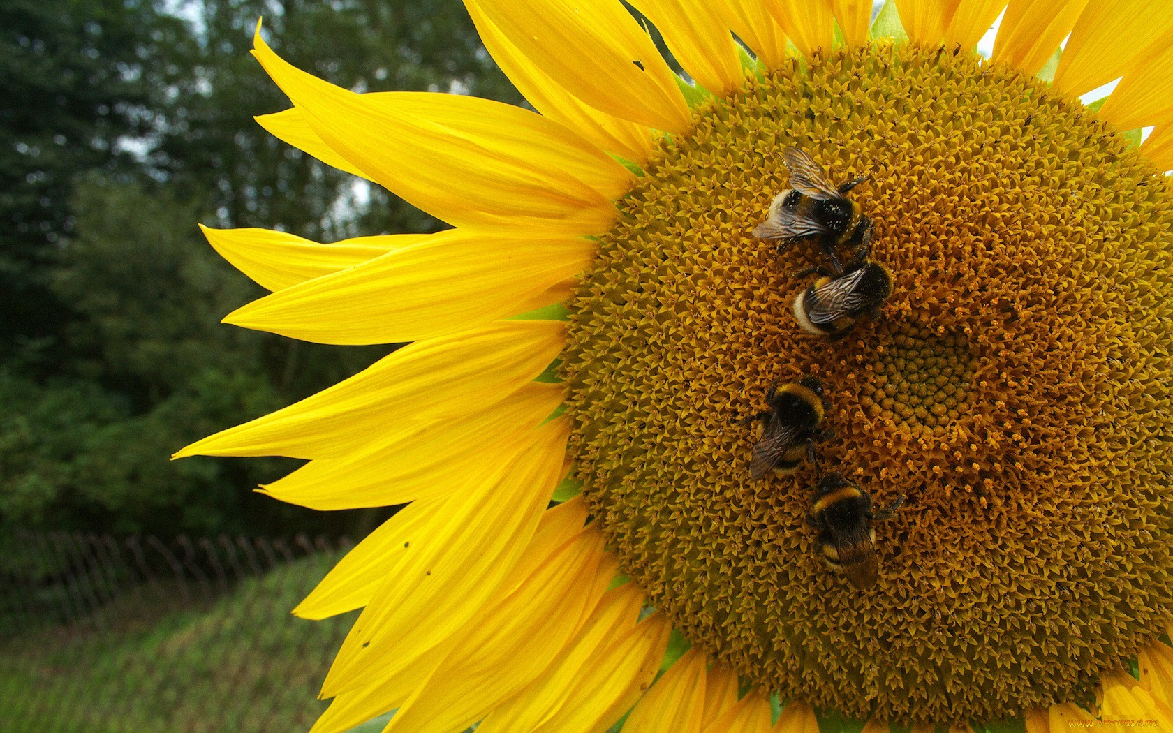 подсолнух шмель sunflower bumblebee без смс
