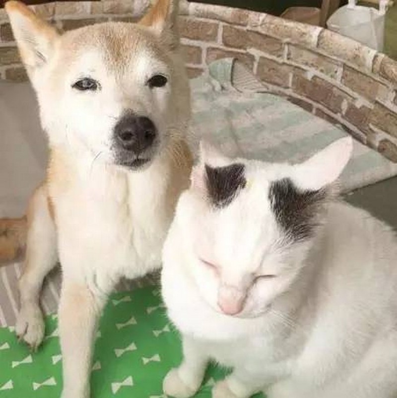 Старый пёс и друг его кот 