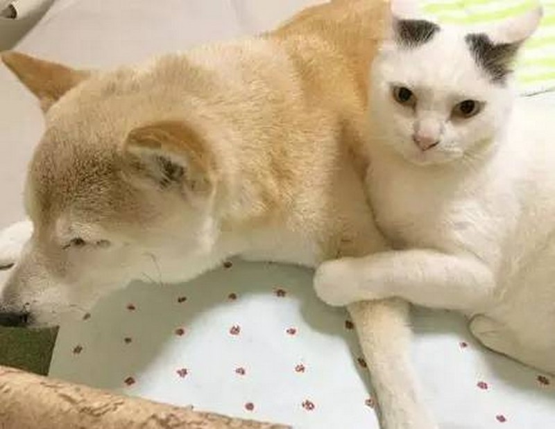 Старый пёс и друг его кот 