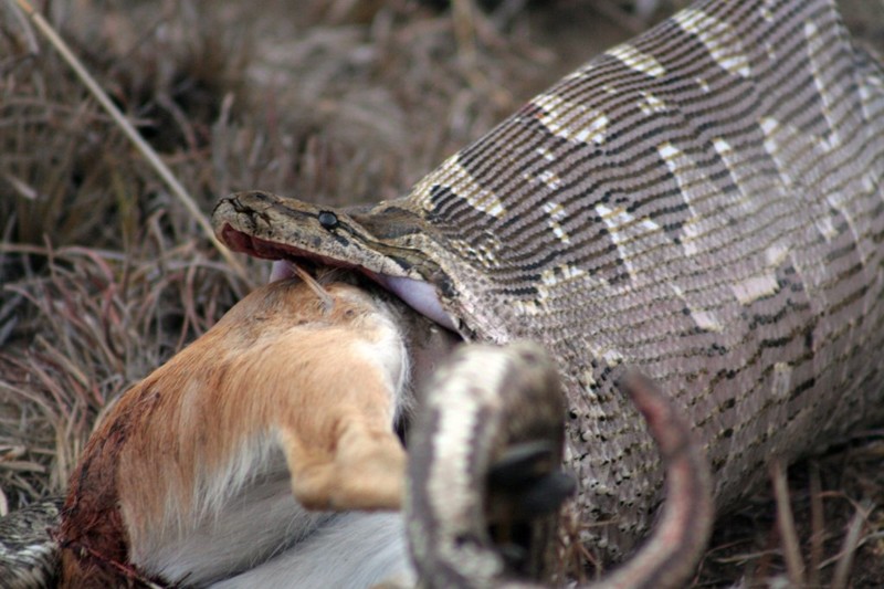 Африканцы без суда и следствия вскрыли беременную гигантскую змею