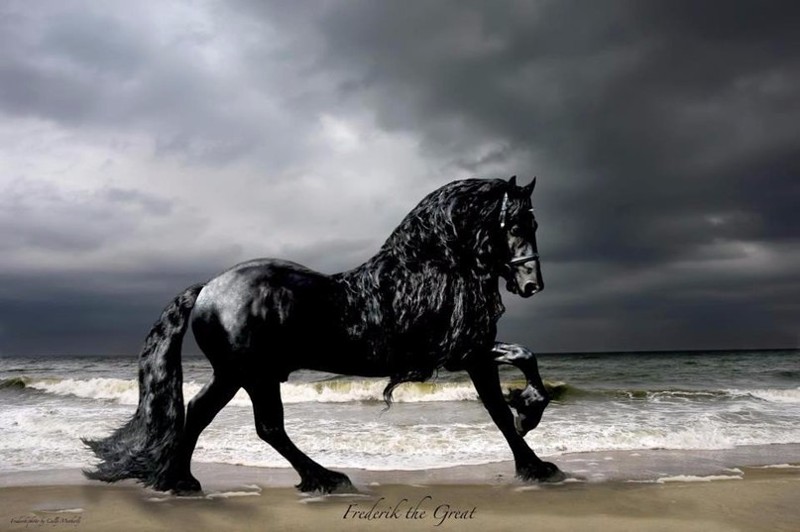 Найден самый красивый конь в мире
