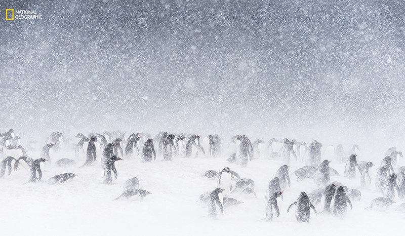 Пингвины в Антарктике.