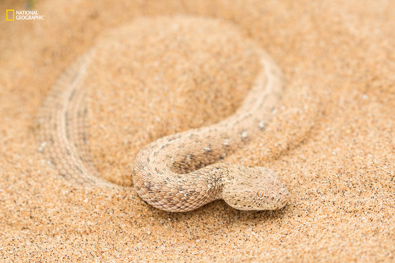 Гремучая змея прячется в песках пустыни в Намибии.