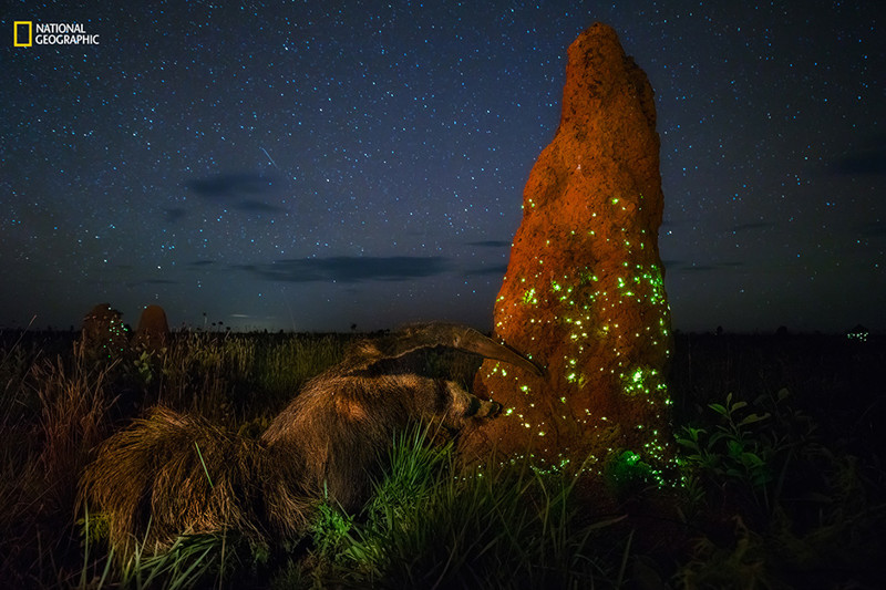 Охота муравьеда. Термиты светятся от биолюминесценции..
