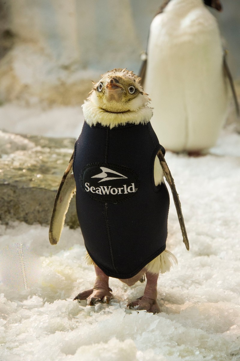 Лишившемуся оперения пингвину подарили гидрокостюм