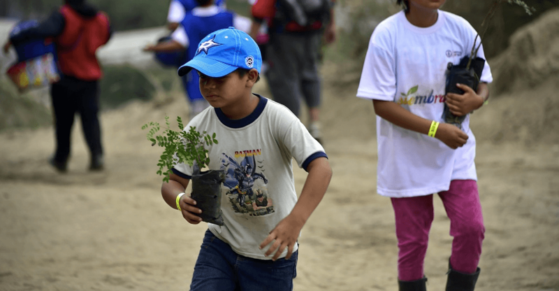 В мае 2015 года более 44000 людей посадили 600000 деревьев в Эквадоре 