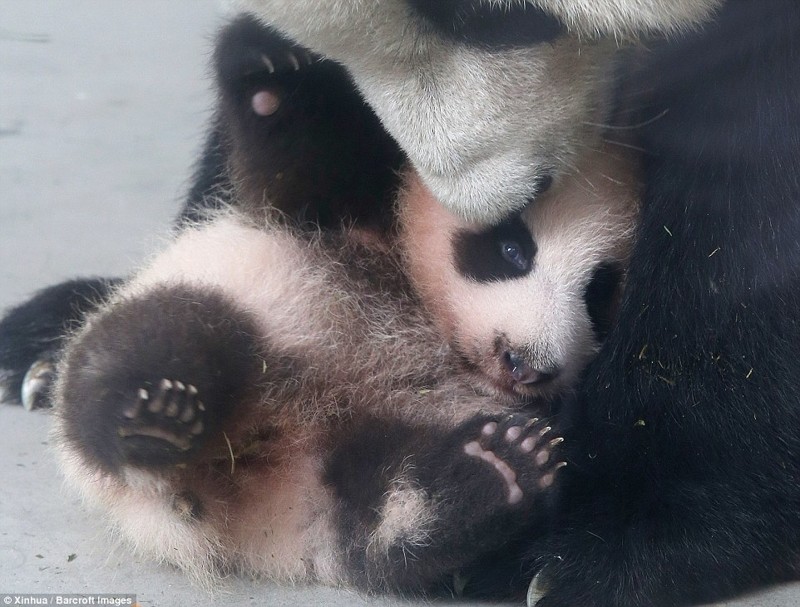 Малышка панда учится ходить