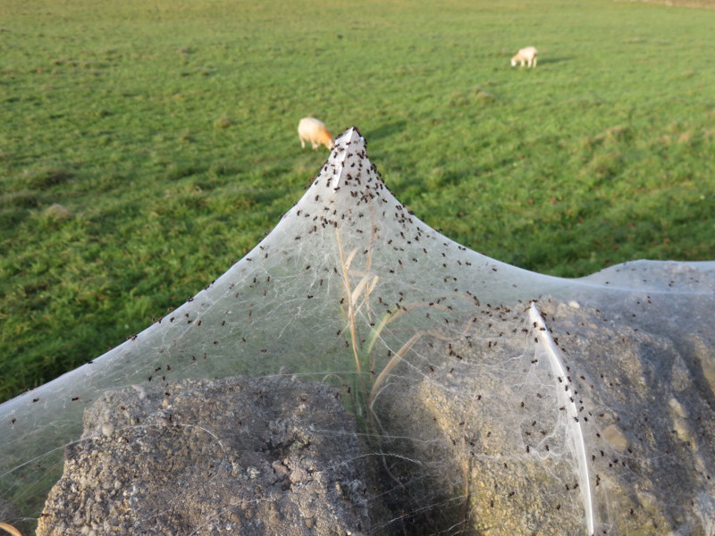 Арахногеддон: нашествие пауков в британской деревне