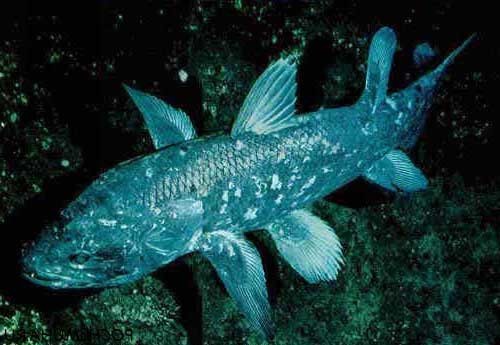 Латимерия - рыба живое ископаемое или целакант