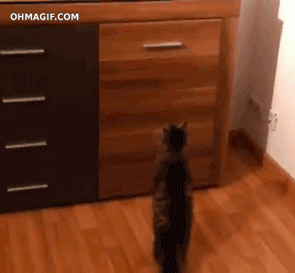 Солянка гифок 