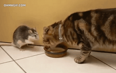 http://cdn.fishki.net/upload/post/2016/11/12/2133989/tom-and-jerry-in-real-life.gif