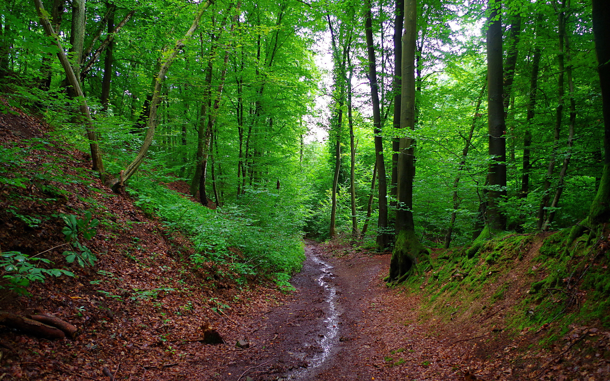 Тропа м. Широколиственный лес тропа. Шварцвальд тропа. Широколиственный лес в Германии. Франконский лес Бавария.