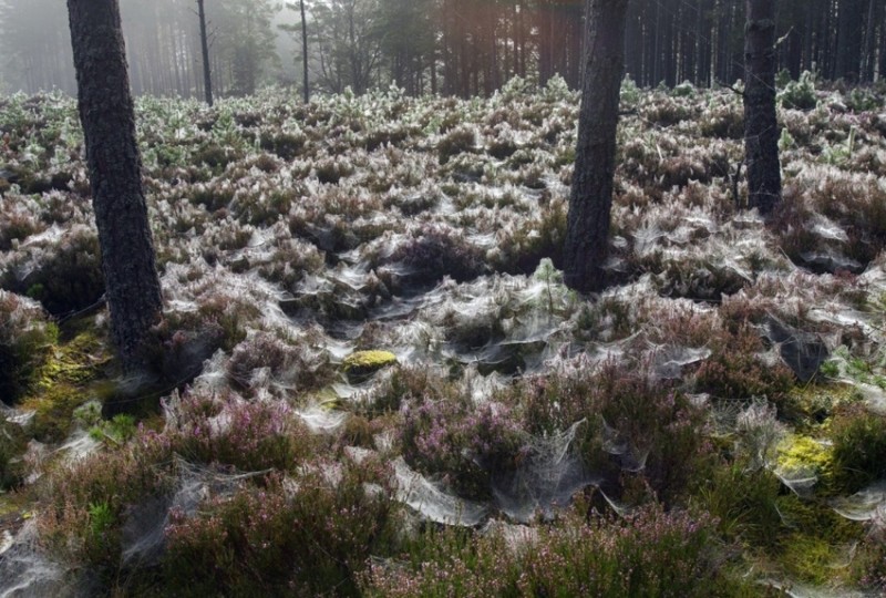 Паутина в лесу Абернети, Шотландия