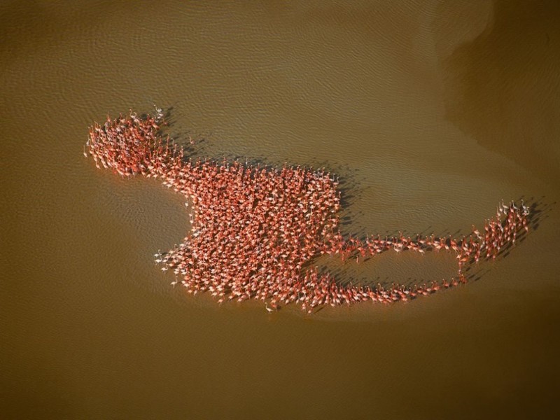 Фламинго в форме фламинго, полуостров Юкатан