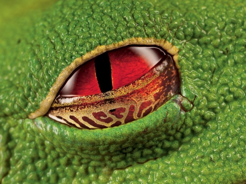Багровые глаза бородавчатой древесной лягушки, Коста-Рика