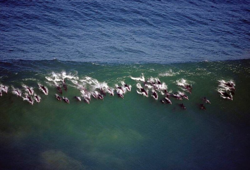 Стая дельфинов 