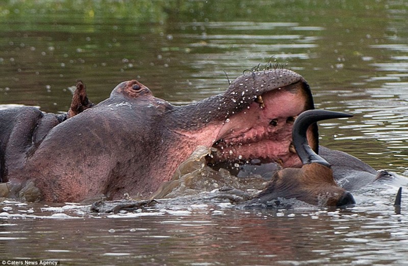 Невероятная схватка бегемота с крокодилом из-за антилопы гну