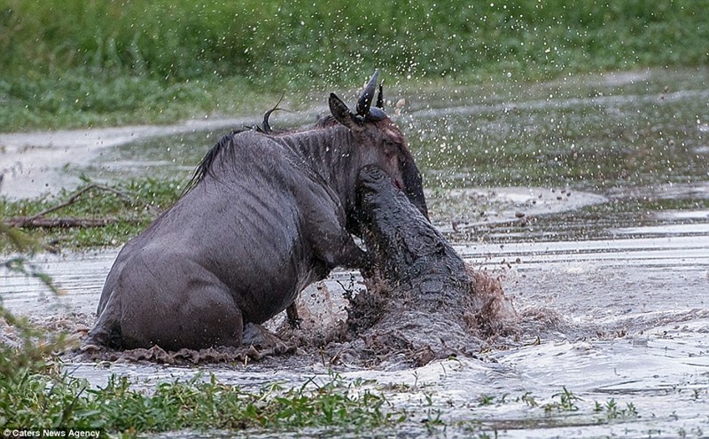 Невероятная схватка бегемота с крокодилом из-за антилопы гну