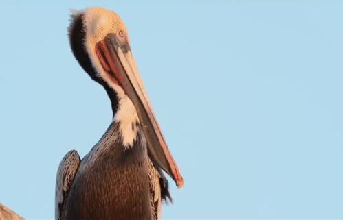 Как зевает пеликан