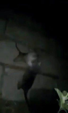 Крысиный бой