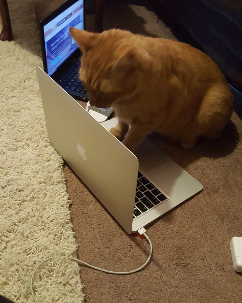Кот-программист 