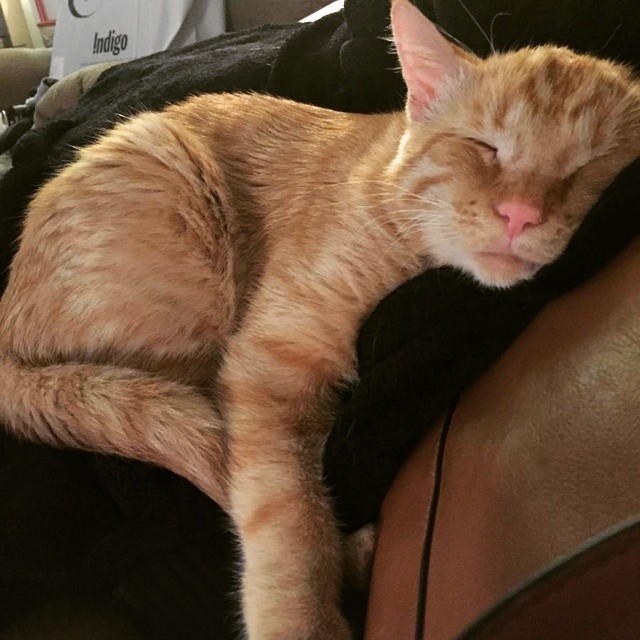 «Самый грустный кот» преобразился всего через час после того, как ему нашли новый дом животные, кот