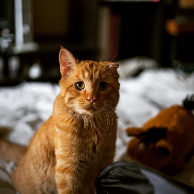 «Самый грустный кот» преобразился всего через час после того, как ему нашли новый дом животные, кот