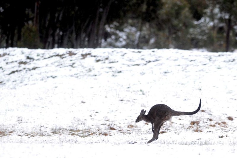 Тем не менее, кенгуру на снегу выглядят крайне забавно