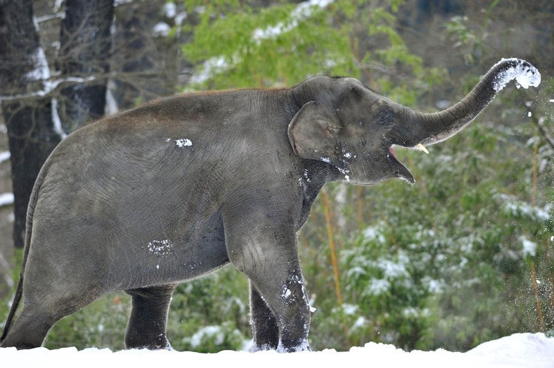 Слонёнок играет в снегу в зоопарке Германии. Для Германии снег, конечно, не аномалия, но видеть барахтающегося в нём слона — это интересно