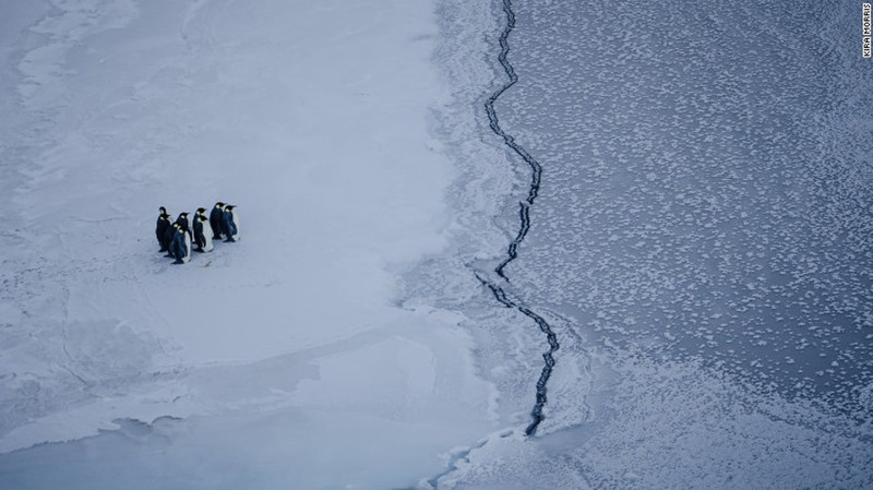 Группа императорских пингвинов столкнулись с трещиной во льду, недалеко от станции МакМердо, Антарктика.