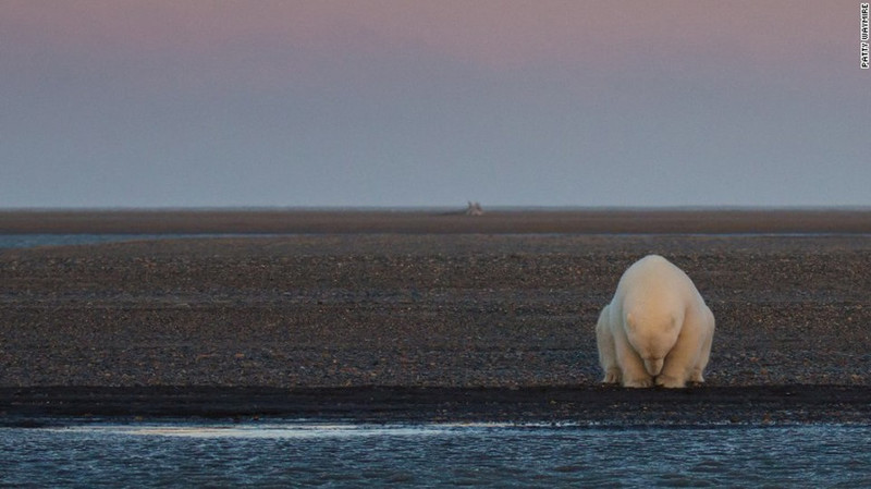 Одинокий медведь сидит на краю одного из островов Бартера, Аляска. Там нет снега, хотя в это время года он должен быть.