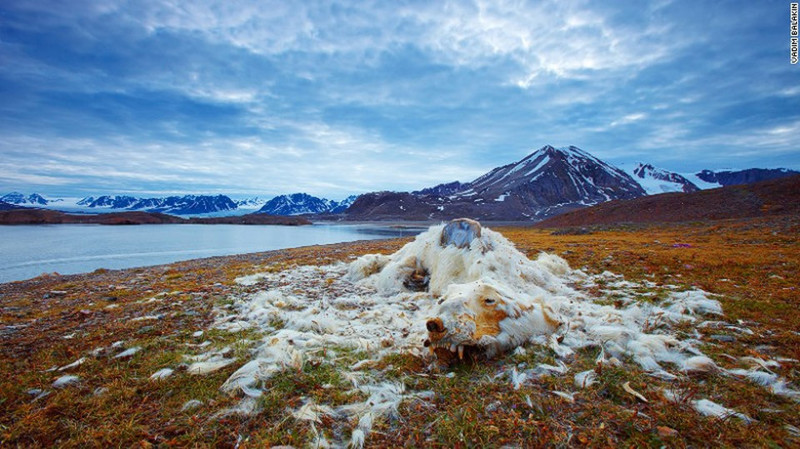 Эти останки белого медведя были обнаружены на одном из островов архипелага Свальбард, Норвегия. 
