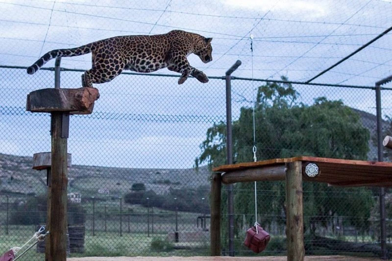 Леопард, который был "никому не нужен", наконец-то нашел свой дом