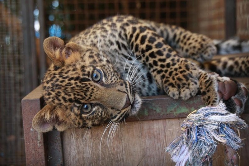 Животные Африки: Леопард, черная пантера