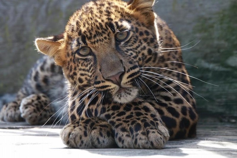 Леопард, который был "никому не нужен", наконец-то нашел свой дом