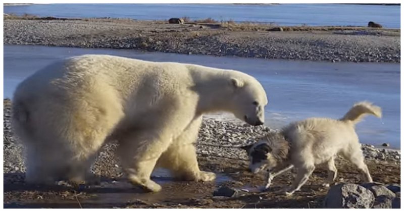 Пожалуй, самое милое видео на свете: белый медведь гладит собаку по голове 