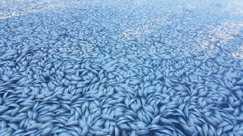 Водоканал в Нью-Йорке заполнился десятками тысяч мертвых рыб