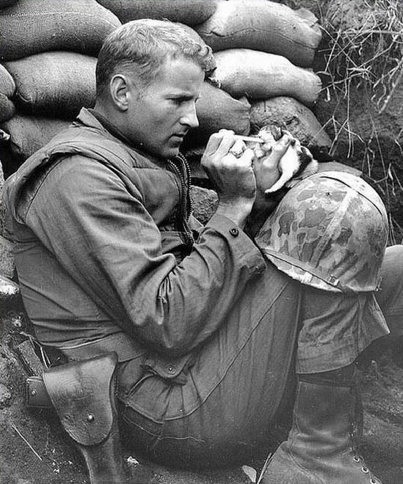 Американский солдат кормит молоком еще слепого котенка. Война в Корее