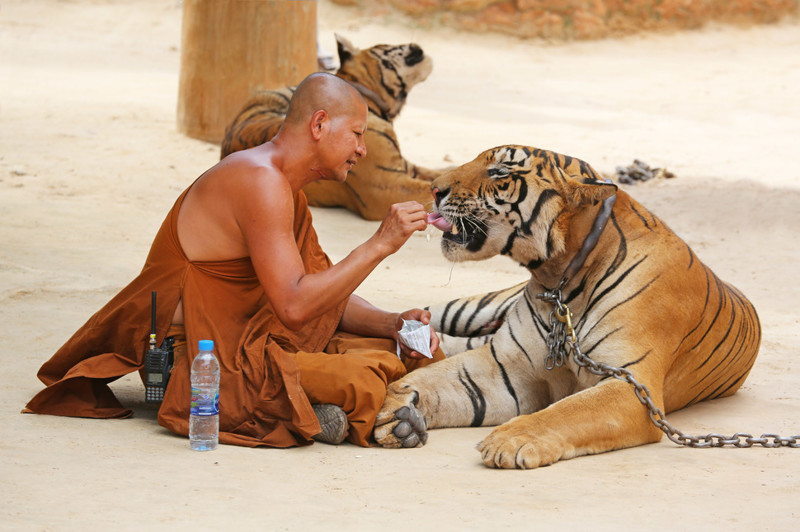 Буддист и его ручной тигр в Храме тигров в Таиланде