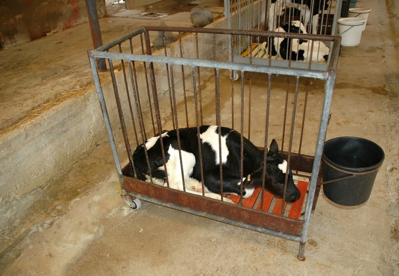 В Массачусетсе принят закон против жестокого обращения с сельскохозяйственными животными