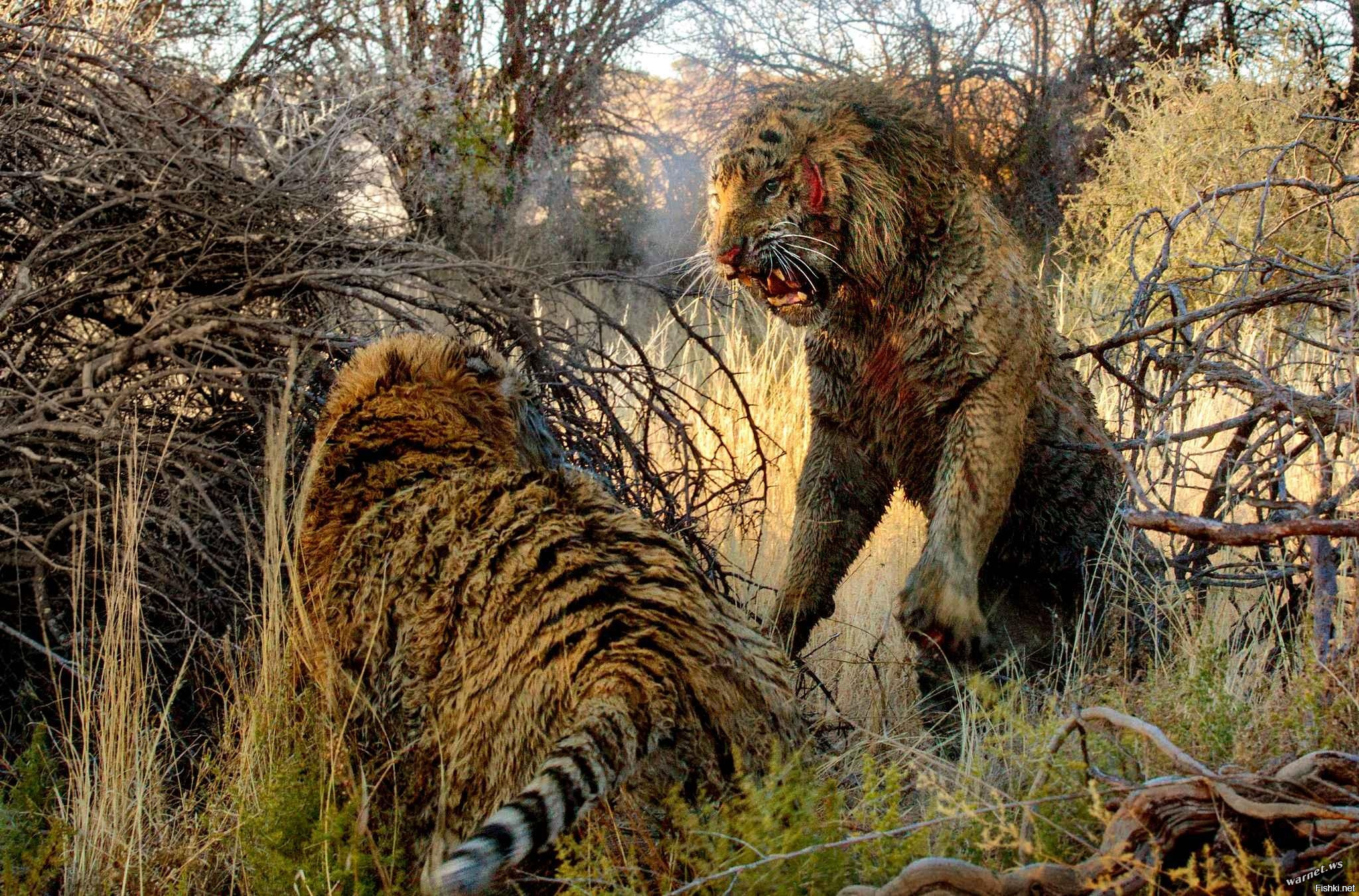 Нападение хищного города. Медведь Гризли против тигра. Лев против тигра схватка. Хищные животные. Хищники звери.