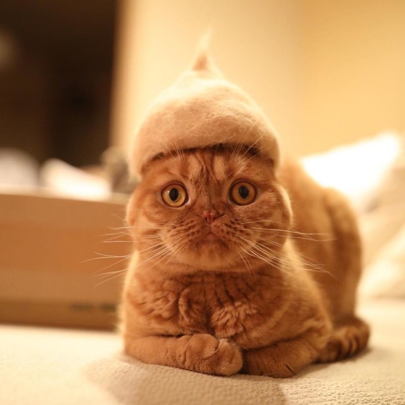 Уморительные кошки в валяных шапках