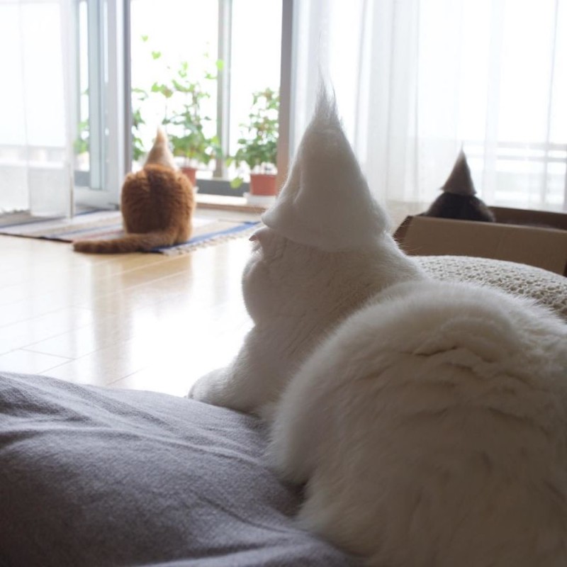 Уморительные кошки в валяных шапках