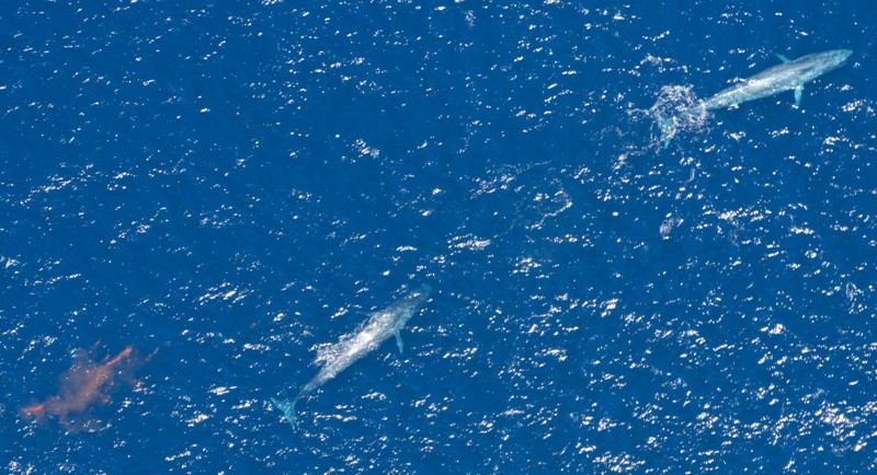 А вот так выглядят фекалии синего кита, если посмотреть на них с самолёта