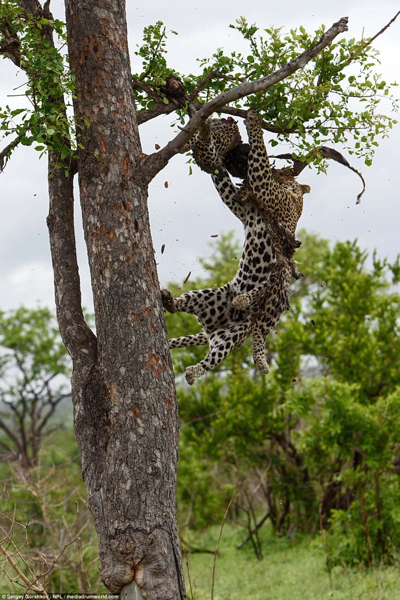 Леопард стаскивает с дерева легкую добычу