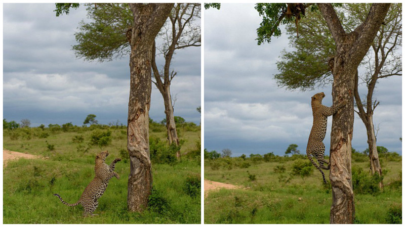 Леопард-каннибал увидел на дереве тушу своего сородича и быстро взобрался за ней