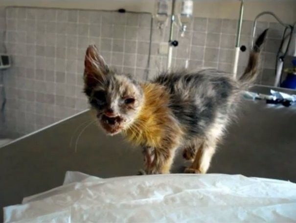 Умирающую от голода кошку девочка нашла среди мусорных баков животные, кошки, стамбул