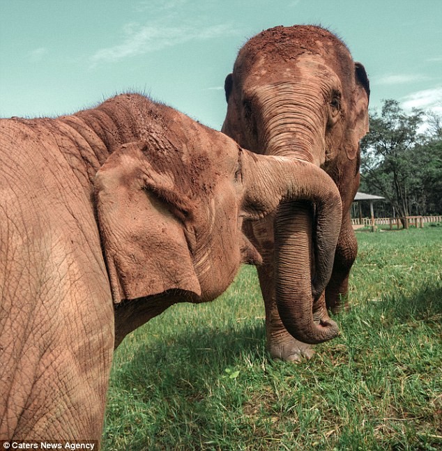 Слоны наконец на свободе! Их выкупили и выпустили после долгих лет рабства