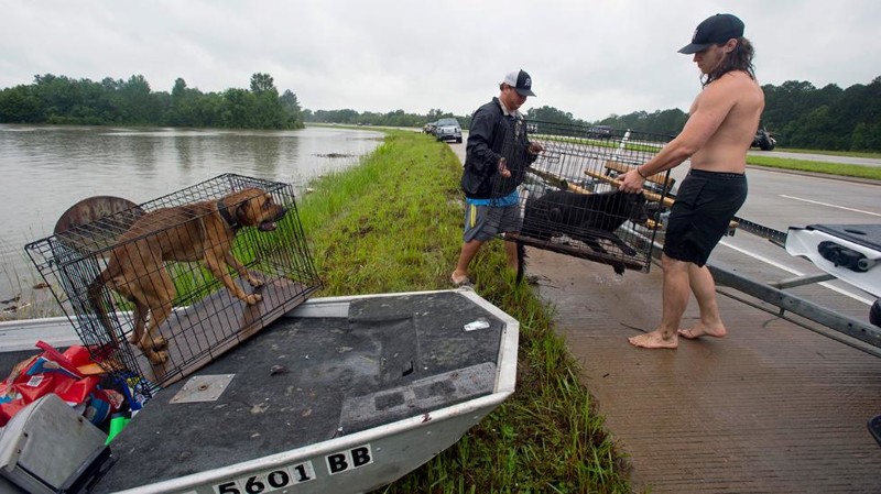 Августовское наводнение в Луизиане. Спасение животных