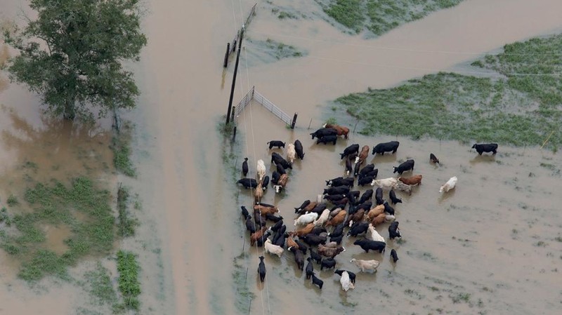 Августовское наводнение в Луизиане. Спасение животных